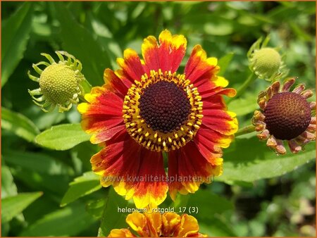 Helenium &#39;Rotgold&#39;