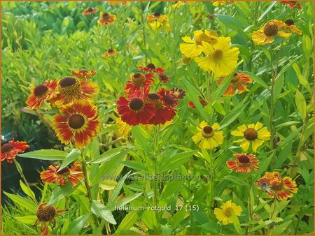 Helenium &#39;Rotgold&#39;