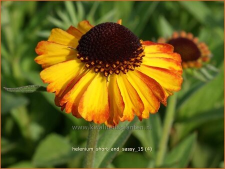 Helenium 'Short and Sassy'