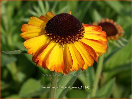 Helenium &#39;Short and Sassy&#39;