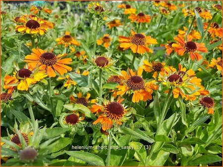 Helenium 'Short and Sassy'