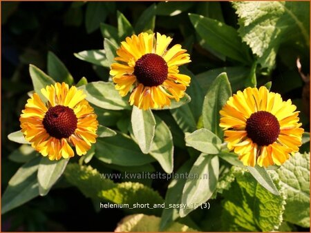 Helenium &#39;Short and Sassy&#39;