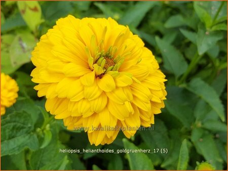 Heliopsis helianthoides &#39;Goldgrünherz&#39;