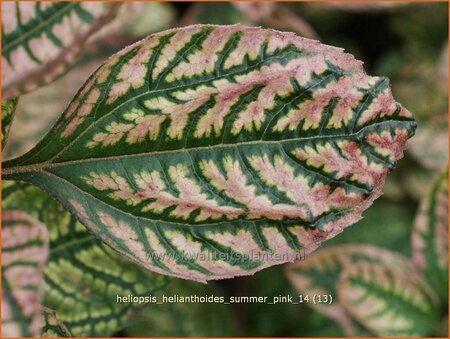 Heliopsis helianthoides &#39;Summer Pink&#39;