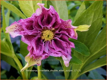 Helleborus orientalis &#39;Double Ellen Purple&#39;