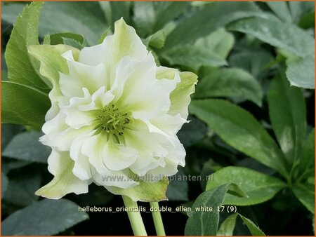 Helleborus orientalis &#39;Double Ellen White&#39;