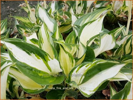 Hosta &#39;Fire and Ice&#39;