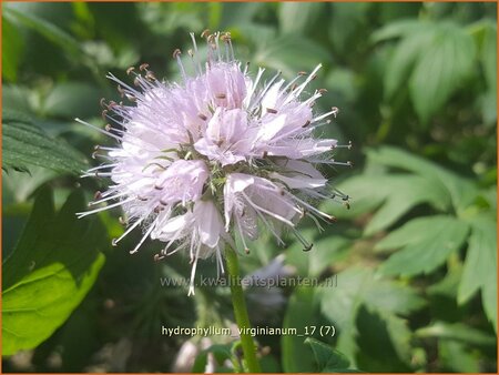 Hydrophyllum virginianum