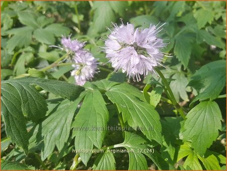 Hydrophyllum virginianum