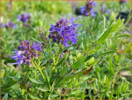 Hyssopus officinalis subsp. aristatus