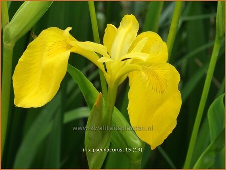 Iris pseudacorus