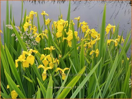 Iris pseudacorus