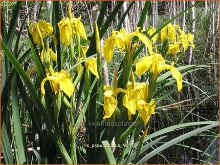 Iris pseudacorus