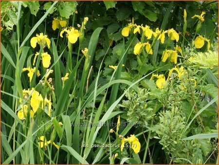 Iris pseudacorus