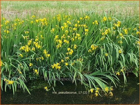 Iris pseudacorus