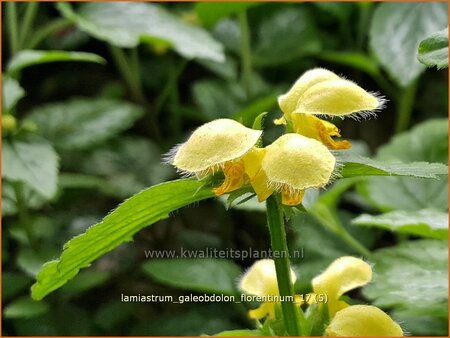 Lamiastrum galeobdolon &#39;Florentinum&#39;