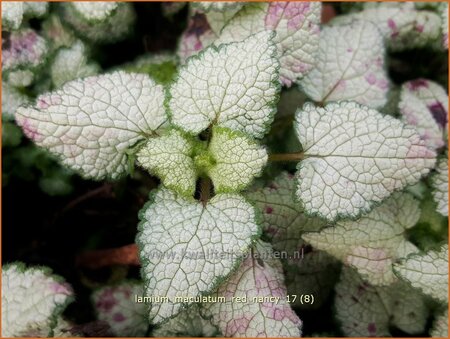 Lamium maculatum &#39;Red Nancy&#39;