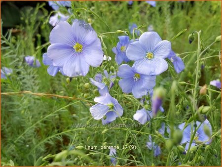 Linum perenne