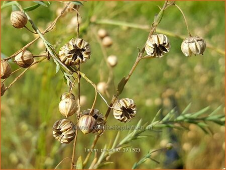 Linum perenne