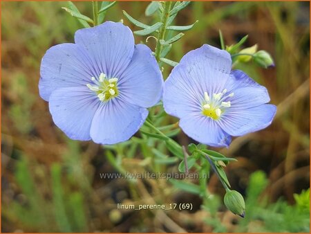 Linum perenne