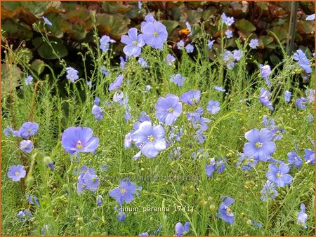 Linum perenne