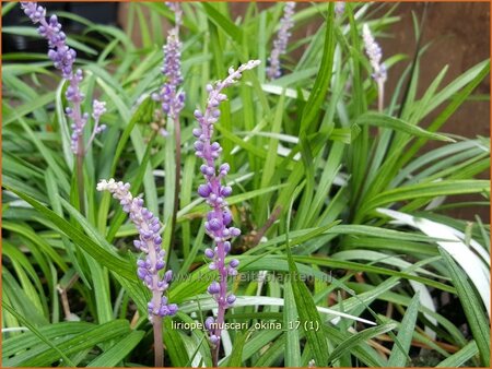 Liriope muscari &#39;Okina&#39;