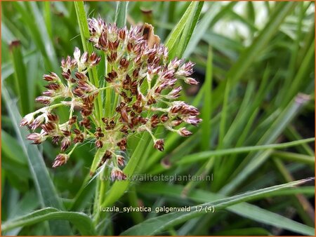 Luzula sylvatica &#39;Galgenveld&#39;
