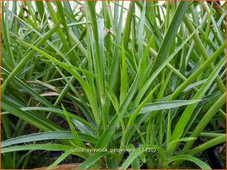 Luzula sylvatica &#39;Galgenveld&#39;