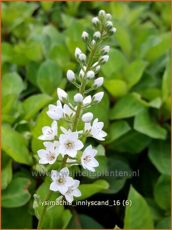 Lysimachia &#39;Innlyscand&#39;