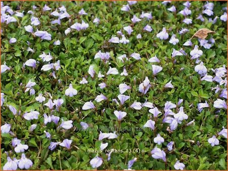 Mazus reptans