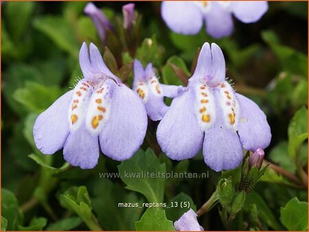 Mazus reptans