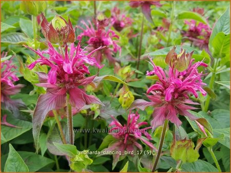 Monarda &#39;Dancing Bird&#39;