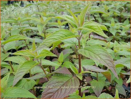 Monarda fistulosa subsp. menthifolia