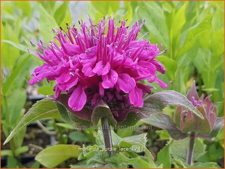 Monarda &#39;Purple Lace&#39;