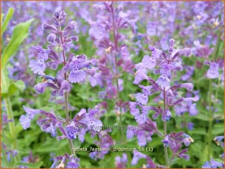 Nepeta faassenii &#39;Dropmore&#39;