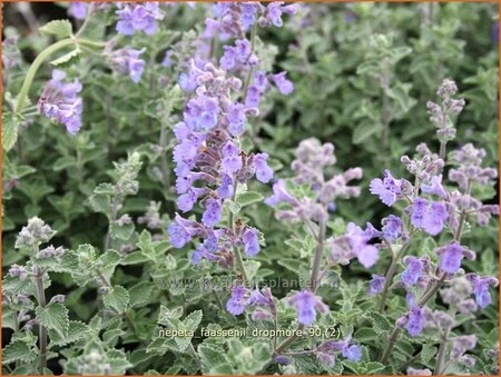 Nepeta faassenii &#39;Dropmore&#39;