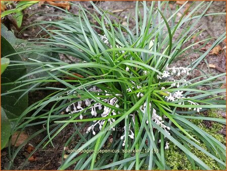 Ophiopogon japonicus &#39;Sparkler&#39;