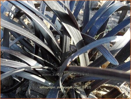 Ophiopogon planiscapus &#39;Niger&#39;