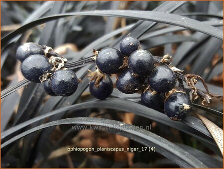 Ophiopogon planiscapus &#39;Niger&#39;