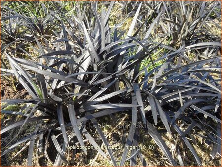 Ophiopogon planiscapus &#39;Niger&#39;