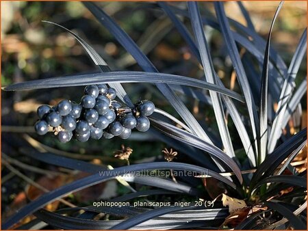 Ophiopogon planiscapus &#39;Niger&#39;