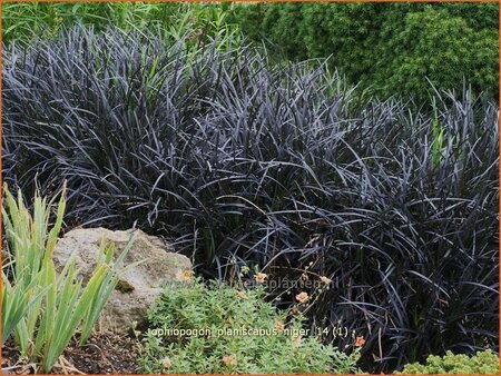 Ophiopogon planiscapus &#39;Niger&#39;