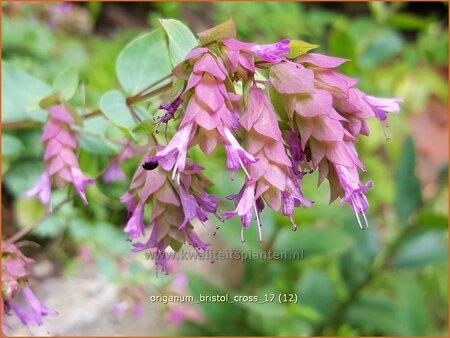 Origanum &#39;Bristol Cross&#39;