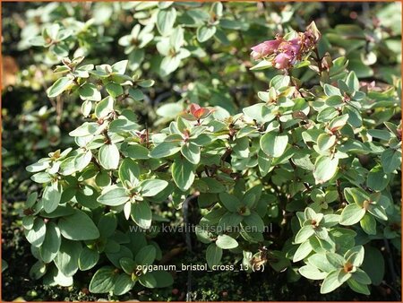 Origanum &#39;Bristol Cross&#39;