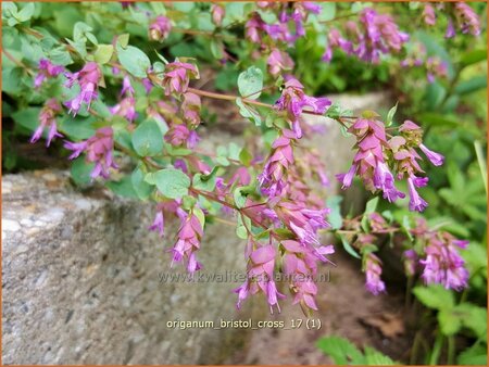 Origanum &#39;Bristol Cross&#39;