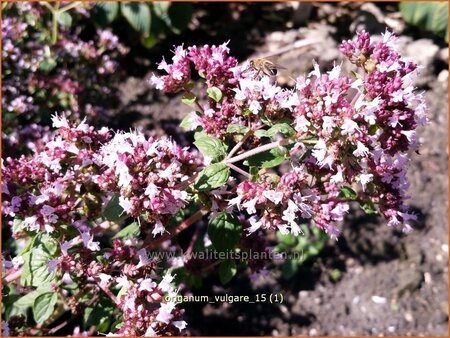 Origanum vulgare