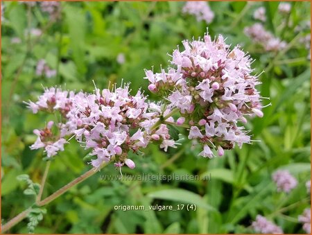 Origanum vulgare