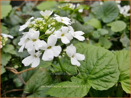 Pachyphragma macrophylla