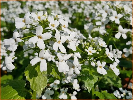 Pachyphragma macrophylla