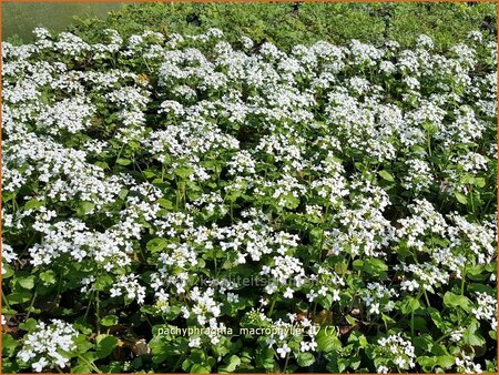 Pachyphragma macrophylla